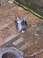 Duif, Dieren en Toebehoren, Vogels | Duiven, Mannelijk, Postduif
