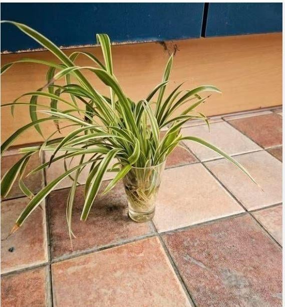 graslelie stekje, Overige soorten, Minder dan 100 cm, Groene kamerplant, Halfschaduw