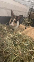Mannetjes konijn 1 jaar oud, Dieren en Toebehoren, Konijnen, Mannelijk