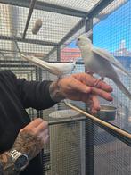 Twee  tamme jonge valkparkieten, Parkiet