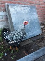 Wyandotte haan, Dieren en Toebehoren, Pluimvee, Mannelijk, Kip
