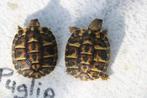 griekse landschildpad, Dieren en Toebehoren, Schildpad, 0 tot 2 jaar