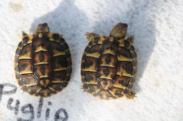 griekse landschildpad beschikbaar voor biedingen