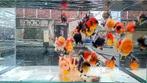 High Quality Baby Oranda Short Tail mix kleuren., Dieren en Toebehoren, Vissen | Vijvervissen, Goudvis(sen)