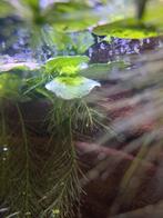 PRE ORDER :(Trichopodus trichopterus) JONGEN, Vis, Zoetwatervis