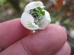 Galanthus Sneeuwklokjes in 23 soorten, o.a Rosemary Burnham, Ophalen of Verzenden, Voorjaar, Volle zon, Zaad