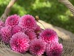===>dahlia knollen Sandra roze pluktuin <===, Tuin en Terras, Ophalen of Verzenden, Voorjaar, Volle zon, Knol