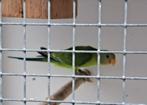 2 jonge pruimekop parkieten, Dieren en Toebehoren, Meerdere dieren, Parkiet, Geringd
