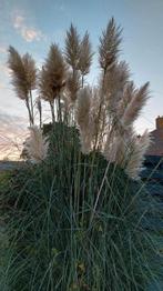 pampas pluimen 72 X - 1.60 t/m 2.50 meter lang, Tuin en Terras, Ophalen, Overige soorten, Volle zon