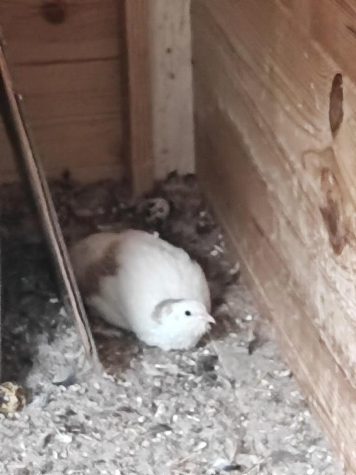 Vrouwtjes kwartel, Dieren en Toebehoren, Vogels | Overige Vogels, Vrouwelijk, Tam