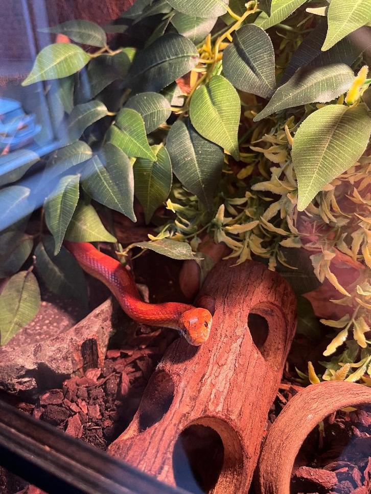 Rode rattenslang met terrarium en toebehoren