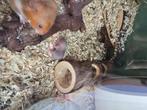 Verkocht Baby goudhamsters, Dieren en Toebehoren, Knaagdieren, Hamster, Augustus, Meerdere dieren, Tam