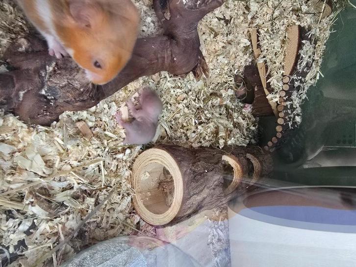 Verkocht Baby goudhamsters, Dieren en Toebehoren, Knaagdieren, Meerdere dieren, Hamster, Augustus, Tam