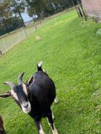 Kleine geiten / dwerggeiten, Dieren en Toebehoren, Vrouwelijk, Geit