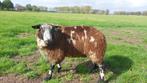 Te koop 2 mooie bonte dekrammen, Dieren en Toebehoren, Mannelijk, Schaap, 0 tot 2 jaar