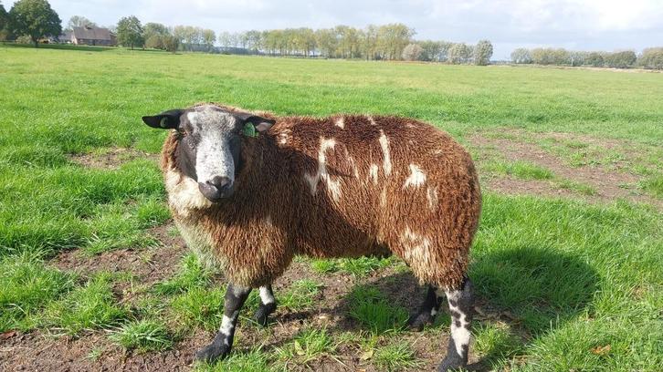 Te koop 2 mooie bonte dekrammen, Dieren en Toebehoren, Schapen, Geiten en Varkens, Schaap, Mannelijk, 0 tot 2 jaar