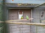 Koppel bonte boeren, Dieren en Toebehoren, Meerdere dieren, Papegaai, Geringd