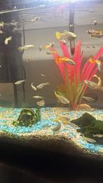 Mooie guppen(veel jongen) mogen snel weg, Dieren en Toebehoren, Vissen | Aquariumvissen, Vis