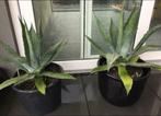 BIO blauwe Agave Americana tuinplanten in de potten, Overige soorten, Volle zon, Vaste plant, Ophalen of Verzenden