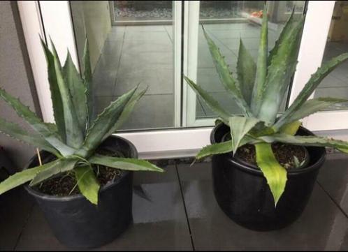 BIO blauwe Agave Americana tuinplanten in de potten, Tuin en Terras, Planten | Tuinplanten, Vaste plant, Overige soorten, Volle zon