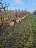 Gieser Wildeman,  Conference, perenboom perenbomen, Tuin en Terras, Planten | Bomen, Halfschaduw, Lente, 250 tot 400 cm, Overige soorten