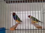 Gould amadines, Dieren en Toebehoren, Vogels | Overige Vogels, Meerdere dieren, Geringd