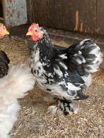 Cochin kriel haantje, Dieren en Toebehoren, Pluimvee, Mannelijk, Kip