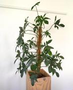 Mooie grote Philodendron pedatum. Sterke kamerplant!, Huis en Inrichting, Kamerplanten, Overige soorten, 100 tot 150 cm, Halfschaduw