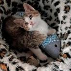 Een ontzettend lief katertje, Dieren en Toebehoren, Katten en Kittens | Overige Katten