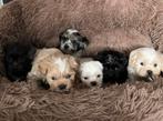 Prachtige Maltipoo pups, Overige rassen, 8 tot 15 weken, CDV (hondenziekte), Meerdere
