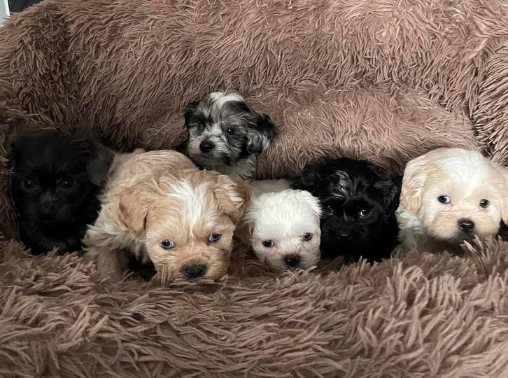 Prachtige Maltipoo pups, Dieren en Toebehoren, Honden | Chihuahua's en Gezelschapshonden, Meerdere dieren, Overige rassen, Particulier