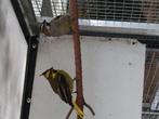 Groene kardinaalen, Dieren en Toebehoren, Vogels | Overige Vogels, Meerdere dieren