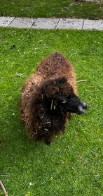 Ouessant ooitje 4 jaar, Dieren en Toebehoren, Schapen, Geiten en Varkens, Vrouwelijk, Schaap, 3 tot 5 jaar