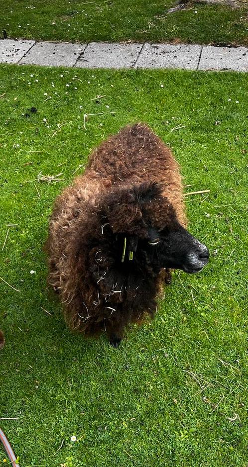 Ouessant ooitje 4 jaar, Dieren en Toebehoren, Schapen, Geiten en Varkens, Schaap, Vrouwelijk, 3 tot 5 jaar