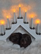 De 2 allerliefste cavia broertjes, Dieren en Toebehoren, Knaagdieren, Cavia, Mannelijk, November, Tam