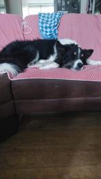 Border collie ter dekking, Dieren en Toebehoren, 6 jaar of ouder, Rabiës (hondsdolheid), Reu, Meerdere