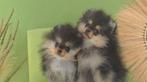 Lieve gekke pomeriaan pomeranian puppy reu, België, Particulier, 15 weken tot 1 jaar, Reu