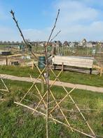 3 leivormige fruitbomen (appel, kersen, pruimen), Tuin en Terras, Planten | Bomen, Ophalen of Verzenden, Lente, Volle zon, Overige soorten