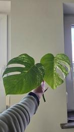 Monstera Variegata Kopstek, Ophalen of Verzenden