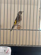 Te koop klein putter pop, Vrouwelijk, Wildzangvogel