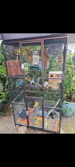 Grasparkieten te koop, Dieren en Toebehoren, Vogels | Parkieten en Papegaaien, Meerdere dieren, Parkiet