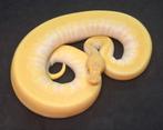 1.0 Albino Butter Leopard (Super)Enchi 50% het Pied, Dieren en Toebehoren, Reptielen en Amfibieën, Slang, 0 tot 2 jaar