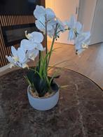 Orchidee met pot, Ophalen of Verzenden