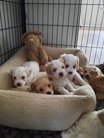Maltipoo pups (malthezer x poedel) zoeken een warm thuis!, Particulier, Rabiës (hondsdolheid), Meerdere, 8 tot 15 weken