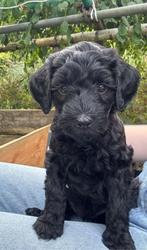 Labradoodle pups  Australien Labradoodle, Rabiës (hondsdolheid), Overige rassen, 8 tot 15 weken, Meerdere