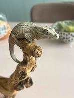 Baby gargoyle gekko, Dieren en Toebehoren, Hagedis