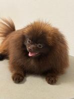 Dekreu, Choclat Pomeriaan NIET TE KOOP, Reu, 1 tot 2 jaar, Parvo, Eén hond
