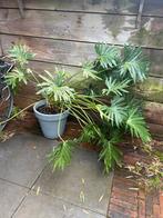 Twee kamerplanten, Huis en Inrichting, Ophalen of Verzenden, Halfschaduw, Minder dan 100 cm