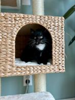 Kitten poesje 12-05-2025, Dieren en Toebehoren, Katten en Kittens | Overige Katten, Poes