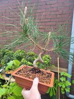 Japanse zwarte den als bonsai, Tuin en Terras, Minder dan 100 cm, Overige soorten, Ophalen of Verzenden